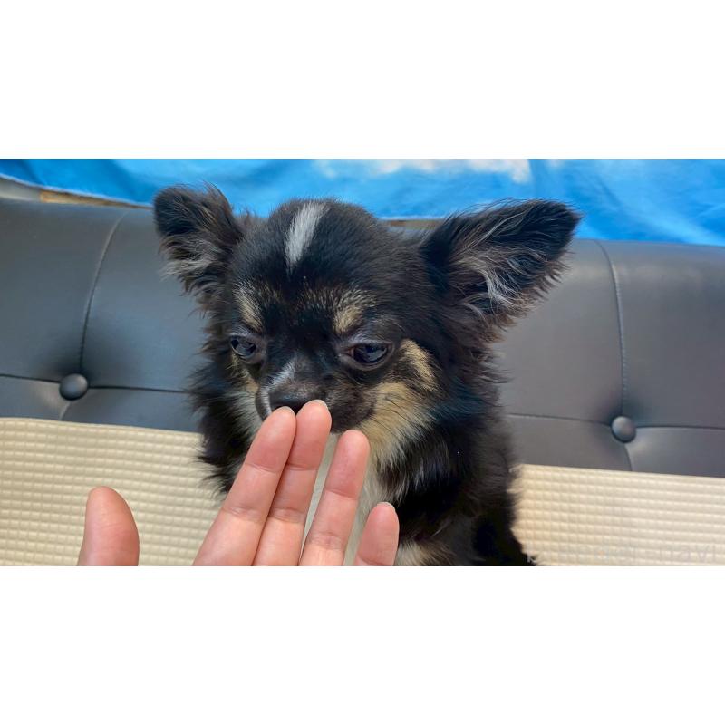 成約済の兵庫県のチワワ(ロングコート)-378076の6枚目